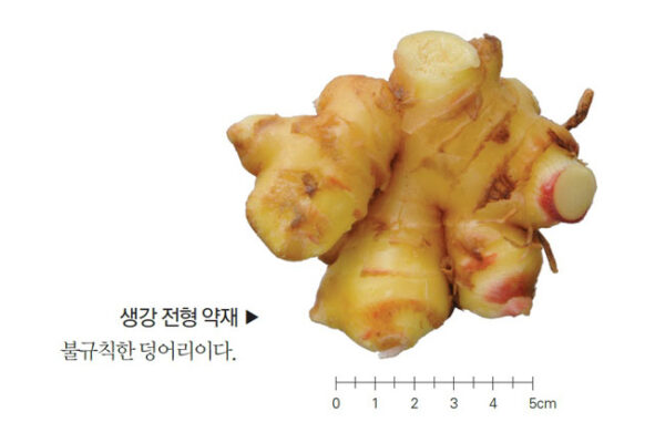 [Herb info] Fresh Ginger (Zingiber officinale Roscoe)