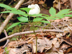 Paeoniae Radix Alba