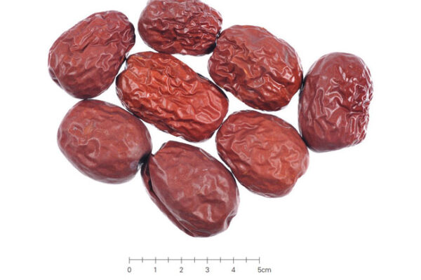 Jujube Fructus (대조)