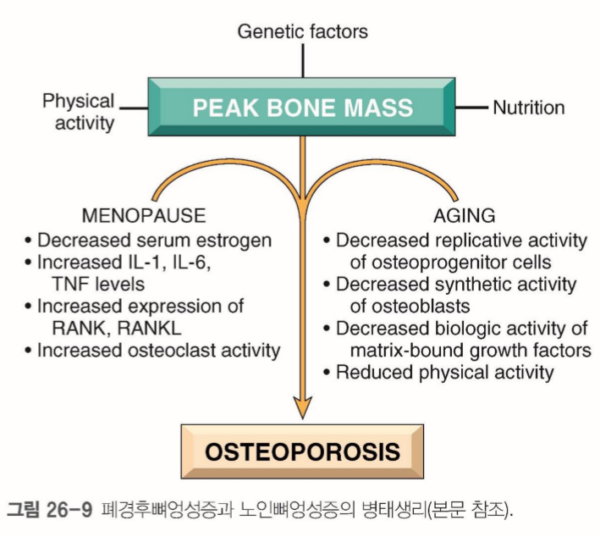 Key Factors in Osteoporosis Prevention