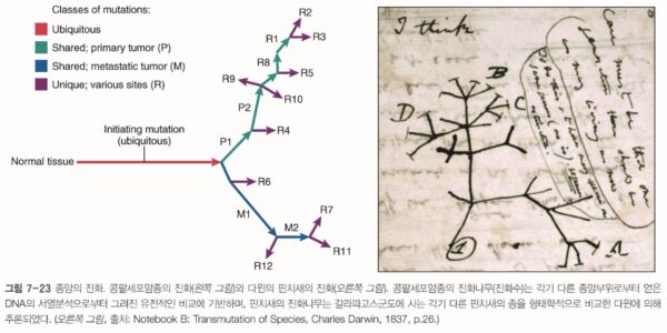 The Miraculous Process of Carcinogenesis: Understanding the Molecular Mechanism