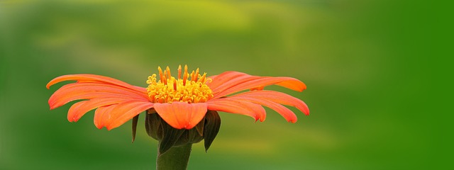 Renotonia